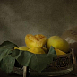 Инжир "Далматский" (Турецкий белый) с плодом (возраст 1,5 года) купить