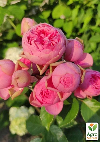 Троянда кущова "Happy Piano" (саджанець класу АА+) вищий сорт - фото 4