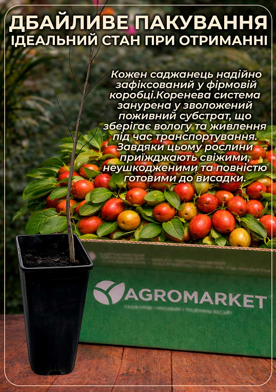 Зізіфус "Коктебель" (перехресне запилення садити по 2 саджанця різного ґатунку) - фото 3