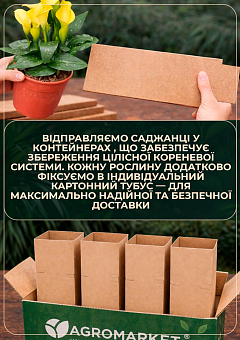 LMTD Зантедеския (калла комнатная) "Mandarin"  16