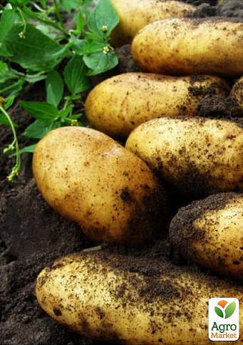 Картопля "Гранада" насіннєва середньостигла   (1 репродукція) 1кг