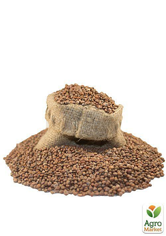 На вагу Редька "Мюнхен бір" ТМ "Весна" ціна за 10г - фото 3