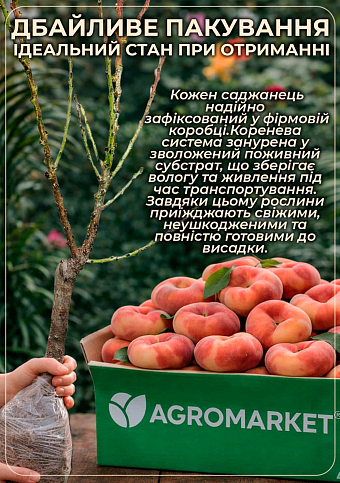 Персик колоновидный "Инжирный" (суперсладкий сорт, средний срок созревания) - фото 4