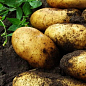 Картопля "Гранада" насіннєва середньостигла   (1 репродукція) 1кг