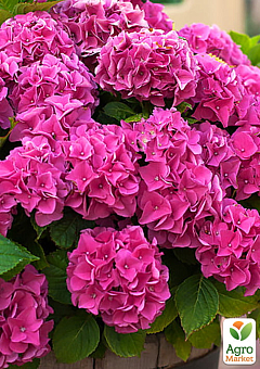 LMTD Гортензия крупнолистная цветущая 3-х летняя "Jip Pink" (30-40см)4