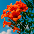 Кампсис оранжевый "Speciosa"