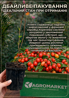 Гуми серебристолистный "Красный жемчуг" (Red pearl)4