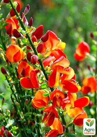 Ракитник 3-х летний "Lena" вазон С4