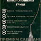 Азіатська груша "Шин Лі" (осінній сорт) купить