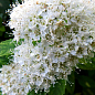 Спірея Японська "Albiflora" (горщик Р9)