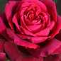 Троянда в контейнері чайно-гібридна "Grafin Diana" (саджанець класу АА+) купить