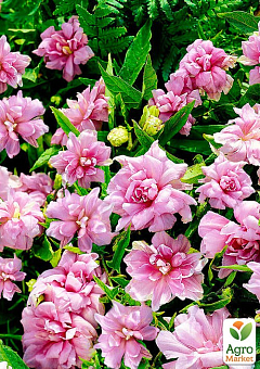 Калістегия махрова 3-х річна (Calystegia hederacea Flore Pleno) С222