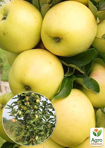 Ексклюзив! Яблуня колоновидна золотисто-жовта з глянцевим відливом "Беладонна" (Belladonna) (преміальний, позднеосенний сорт)