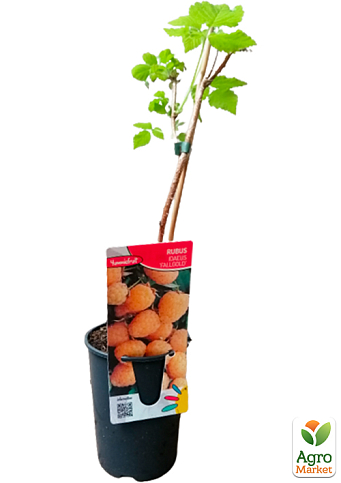 LMTD Малина "Fall Gold" (сортова, укорінена) висота 50-70см - фото 2