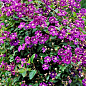 LMTD Клематіс 2-х річний "Etoile Violette" (висота 40-60 см)  цена