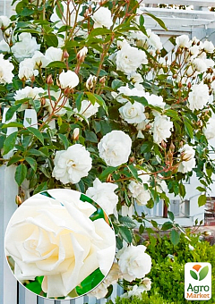 Троянда плетиста "Місіс Герберт Стівенс" (саджанець класу АА+) вищий сорт1