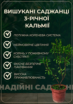 Кальмия 3-х летняя широколистная "Merlin" С4, высота 40-60см23