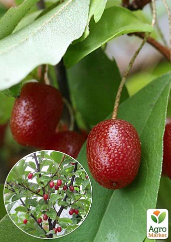 Эксклюзив! Гуми темно-красный "Барокко" (Baroque) (премиальный самоопыляющийся сорт)