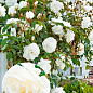 Троянда плетиста "Місіс Герберт Стівенс" (саджанець класу АА+) вищий сорт