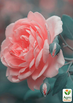 Роза почвопокровная "Larissa" (саженец класса АА+) высший сорт2