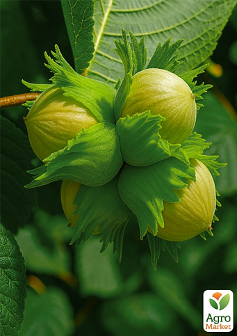 Фундук "Долинский" (средний срок созревания, перекрёстное опыление, садить по 2 шт) 