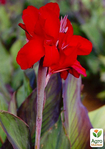 Канна "Black Knight" 1шт в упаковке - фото 2