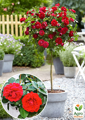 Ексклюзив! Троянда штамбова яскраво-червона "Гра почуттів" (Play of feelings) (саджанець класу АА +, преміальний пишноцветущій сорт)