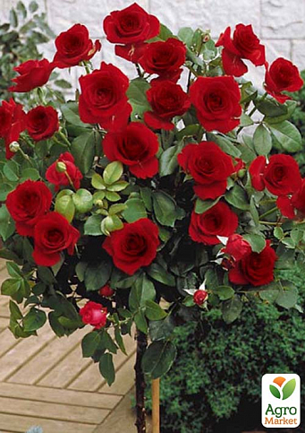 Троянда штамбова "Black Magic" (саджанець класу АА+) вищий сорт - фото 2