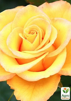 Роза чайно-гибридная "Golden Medallion®"4