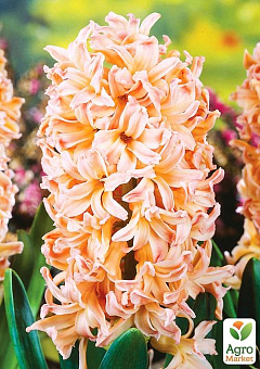 Гиацинт "Apricot Passion" (Нидерланды)4