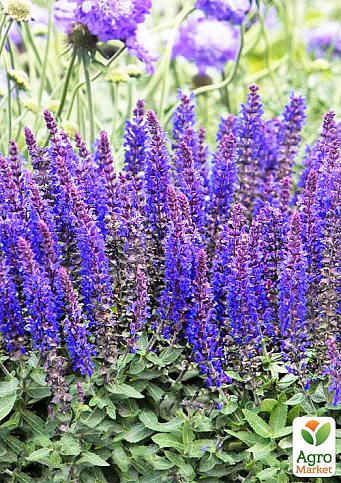 Шалфей Дубравный "Blue Bouquetta" - фото 3