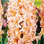 Гіацинт "Apricot Passion" (Нідерланди)