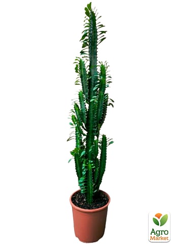 Еуфорбія Трігона "Green" (висота 80-100см) - фото 8