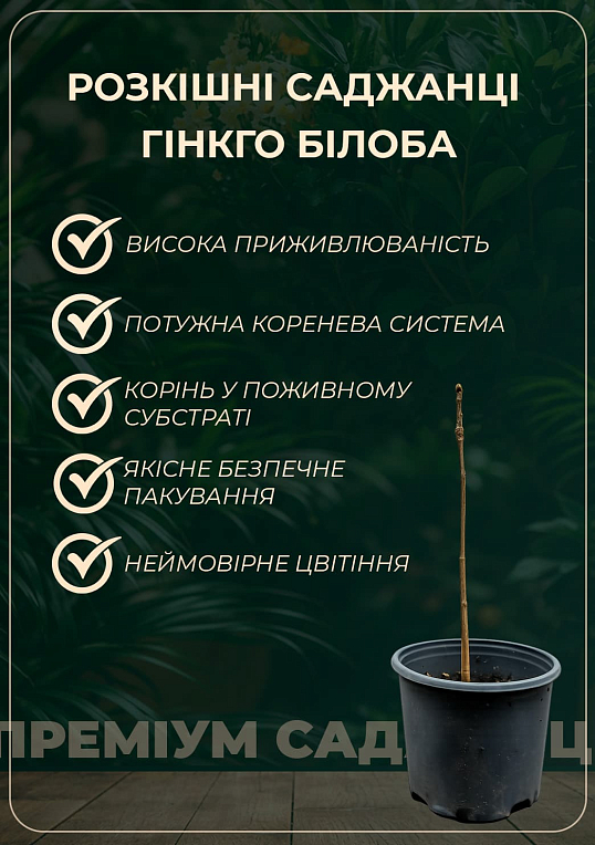 Гінкго білоба "Дволопатеве" - фото 3