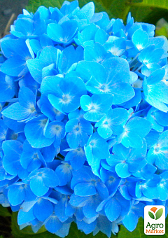Эксклюзив! Гортензия крупнолистная нежно-голубого цвета "Голубая лагуна" (Blue Lagoon) (премиальный, зимостойкий, высокоурожайный сорт)1