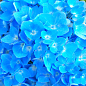 Эксклюзив! Гортензия крупнолистная нежно-голубого цвета "Голубая лагуна" (Blue Lagoon) (премиальный, зимостойкий, высокоурожайный сорт)
