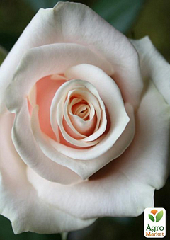Роза чайно-гибридная "Талея" (саженец класса АА+) высший сорт1