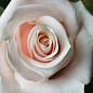 Роза чайно-гібридна "Талея" (саджанець класу АА +) вищий сорт