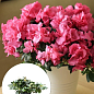 Рододендрон комнатный "Mix" Уценка 