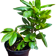 Рододендрон "Roseum elegans" 2 летний  (розовый) С1 высота 18-30см купить
