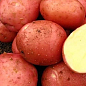 Картопля "Белла Росса" насіннєва ультрарання (1 репродукція) 5кг