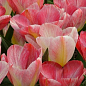 Тюльпан "Flaming Purissima"