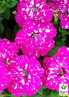 Петунія ампельна "Special Pink Splash" (контейнер №10, висота 10-15см)20