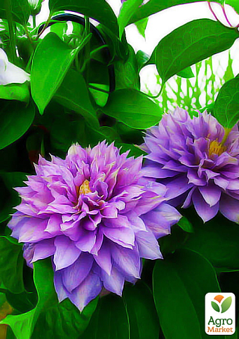 Клематис "Proteus"