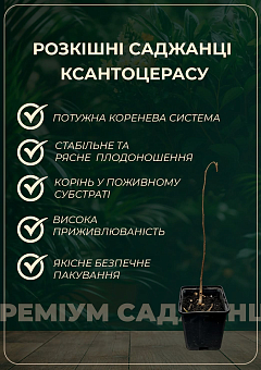 Эксклюзив! Чекалкин орех (Ксантоцерас) блестящий темно-вишневый "Бурлеск" (Burlesque) (премиальный сорт, средний срок созревания)8