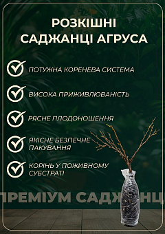 Эксклюзив! Крыжовник янтарный "Вдохновение природы" (Inspiration of nature) (премиальный очень крупноплодный сорт) 3