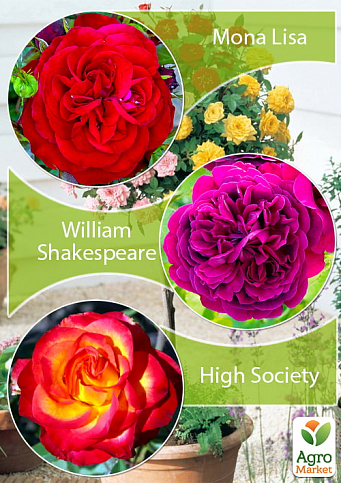 Окулянти Троянди на штамбі Триколор «Mona Lisa + High Society + William Shakespeare»