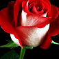 Троянда чайно-гібридна "Блаш" (саджанець класу АА +) вищий сорт