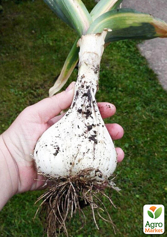 Гігантський часник «Рокамболь Іспанський» повітряні цибулинки (бульбочки) - фото 2