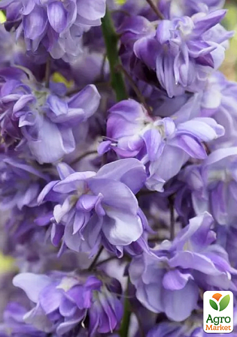 Глициния 3-х летняя китайская "Блек Драгон" (Wisteria chinensis Блек Дрегон) С2, высота саженца 60-100см - фото 3